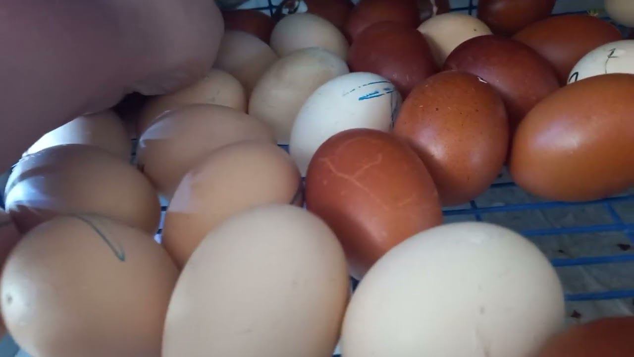 Привезу цыплят и инк яйцо. Серпухов-Тула-Плавск-Мценск-Знаменский-Орел-Железногорск смотреть онлайн