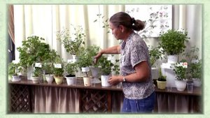 Моя любовь - душистые пеларгонии