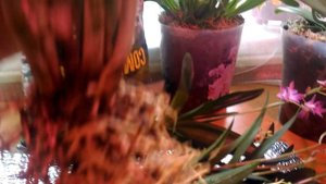 Дендробиум Кинга Берри Ода:)))НОВИНКА!!!