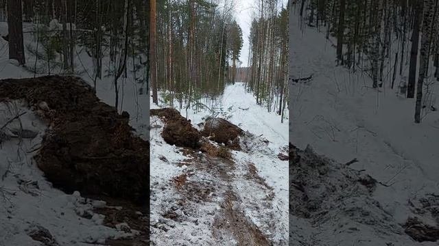 лесозаготовка,трелёвочник проваливается,мох не промёрзло.  ,,3,,