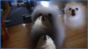 언더테일 강아지리믹스 (undertale-megalovania) (gabe the dog.cover)