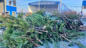Магнитогорский «Ситиматик» дарит выброшенным новогодним елкам вторую жизнь