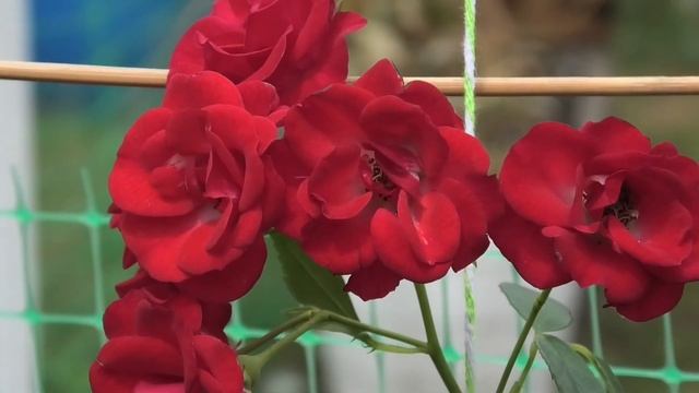 ВЯЖЕТ БЕРЕЗОВЫЕ ВЕНИКИ| #ДЕРЕВЕНСКИЕБУДНИ