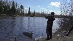 Рыба поперла на речке ПЯКУПУР!!! Крупный язь гнет удочку в дугу!!! 15 КГ.Рыбы за 4 часа? Я ВШОКЕ ))