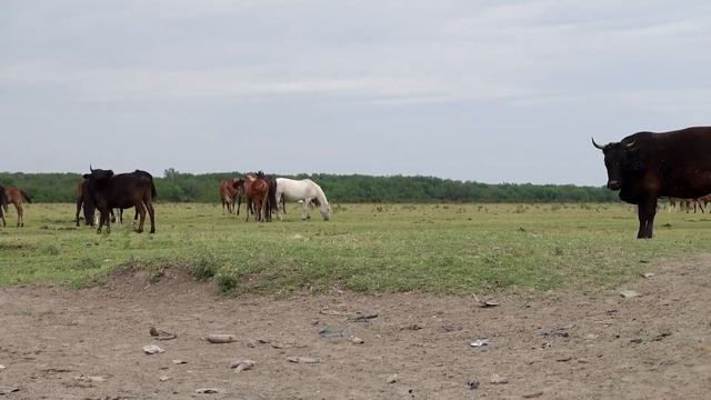 Секреты дикой природы: исследуем жизнь животных за пределами наших домов смотреть онлайн
