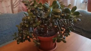 #ДЕНЕЖНОЕ ДЕРЕВО (#ТОЛСТЯНКА, #КРАССУЛА) ПОСАДКА И УХОД ОТ А ДО Я. ДЕРЕВО ДЛЯ БОГАТСТВА!