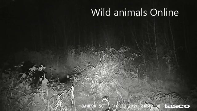 Дикий кабан принимает грязевые ванны!!! Или Как приманить кабана??? Видео с фотоловушки ШОК!!! смотреть онлайн