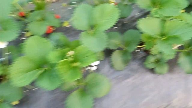 клубника альбион красота да и только смотреть онлайн