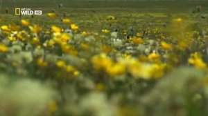 Дикая Шотландия  Гебридские острова (Серия 3)