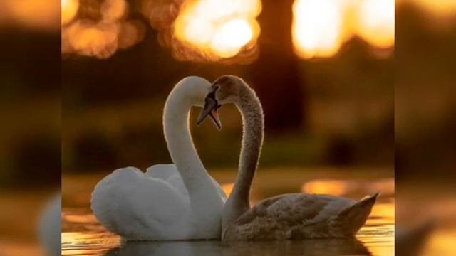 «Любовь уставших лебедей»#песнидлядуши #хиты