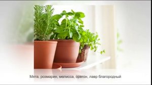 АРОМАТНЫЕ комнатные растения | Самые душистые цветы