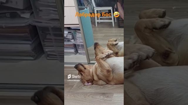#лабрадор #песбос #собака #домашнееживотное #питомец #прикол #топ