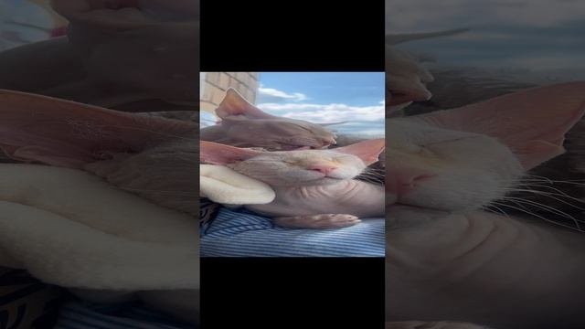 Отношения сфинксов