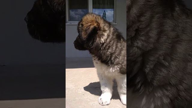 Caucasian Shepherd Dog 2 months/Кавказская овчарка щенок 2 мес.