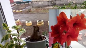 Комнатные неприхотливые растения. Большой обзор цветовода любителя?????️????#комнатныецветы #обзор