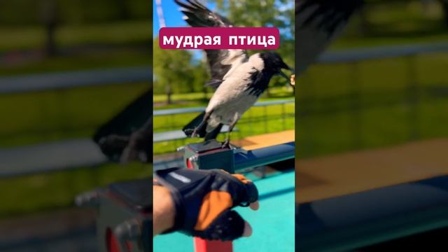 ?Не каждая птица сделает это! #природа #птицы #спорт