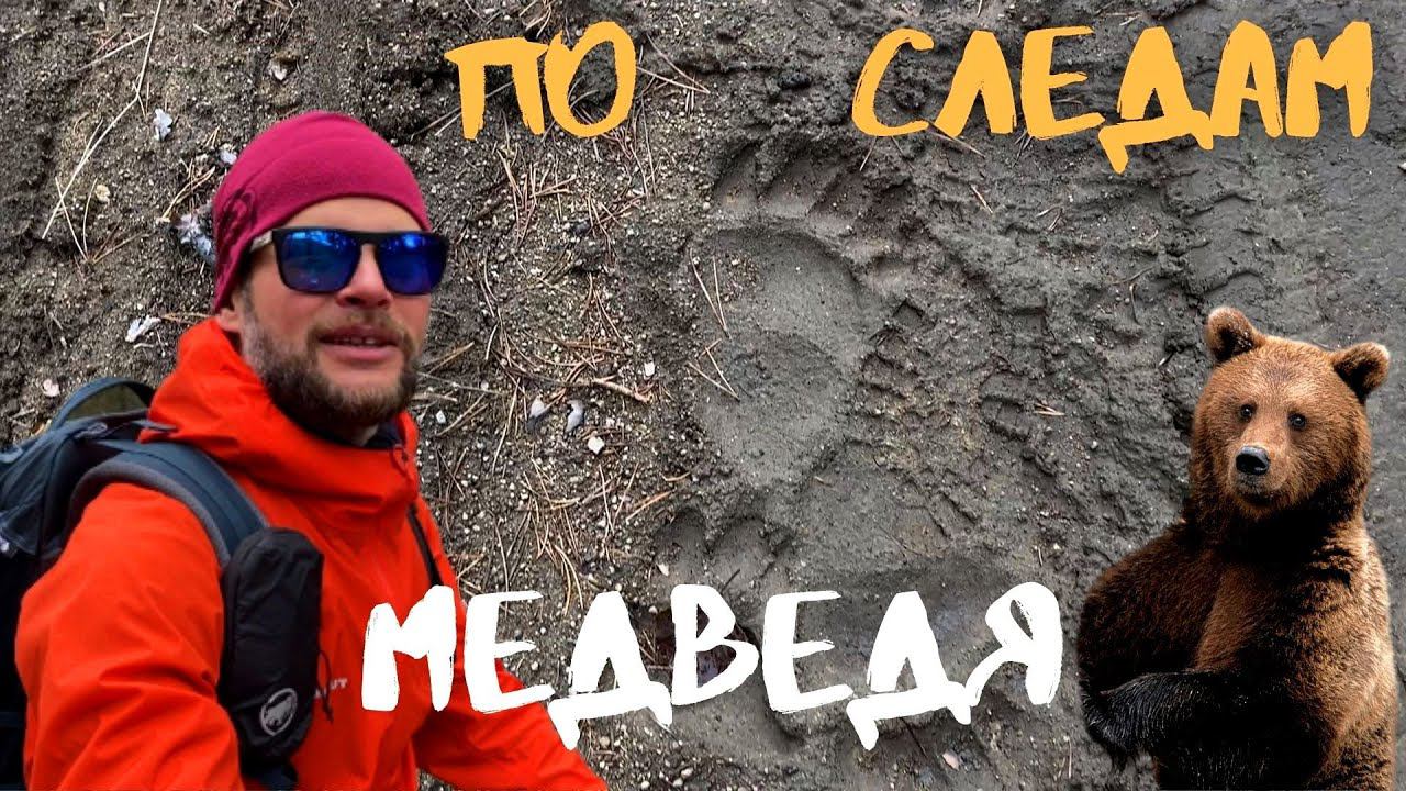 Идем по следам медведя/приманка на медведя в заказнике смотреть онлайн