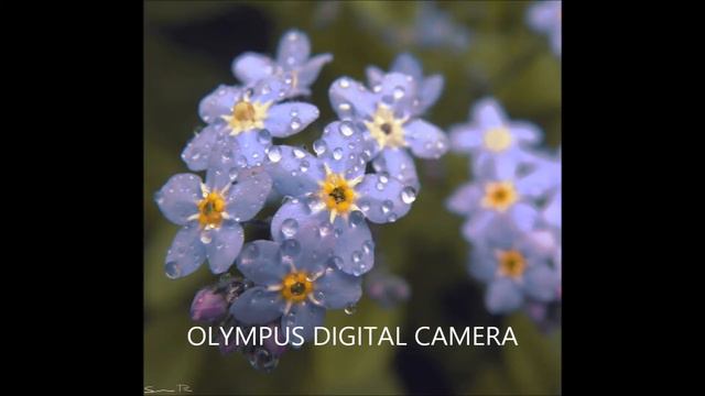 After the rain By Kevin Kern смотреть онлайн