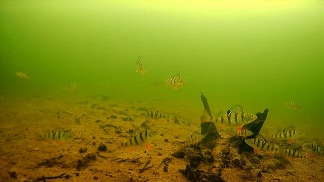 Ловля окуня на блесну зимой. Лучшие проводки зимней блесны. смотреть онлайн