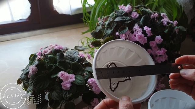 Горшок для трейлера на фитильном поливе смотреть онлайн