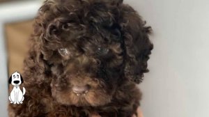 Toy Poodle. Miniature Poodle. TOY POODLE PUPPY. Cute Toy Poodles.Mini Poodle Puppy. #miniaturepoodl