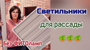 Рассада без ФИТО ламп.  Как выбрать  светильники  для рассады.