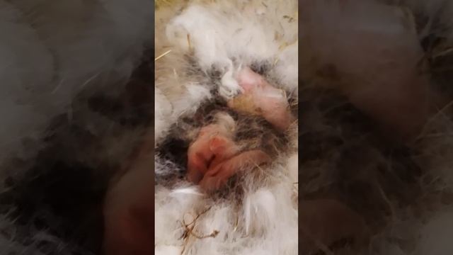 Новорождённые крольчата.