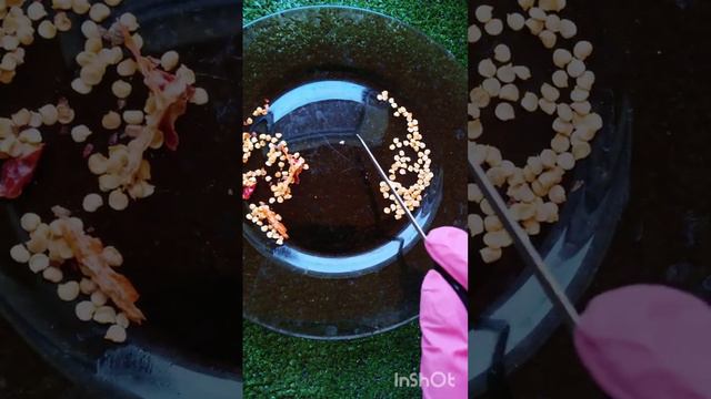 отбор семян смотреть онлайн