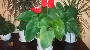 Антуриум уход в домашних условиях