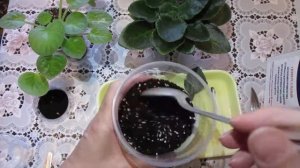 Как спасти отломанный лист фиалки.Как спасти упавшую фиалку.