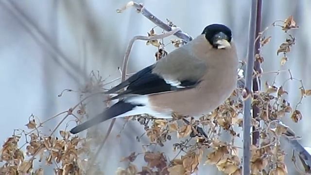 Птицы Белгородской области - Снегирь смотреть онлайн