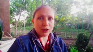 Срочно обработайте виноград и томаты от болезней. Грибковые заболевания после дождя.