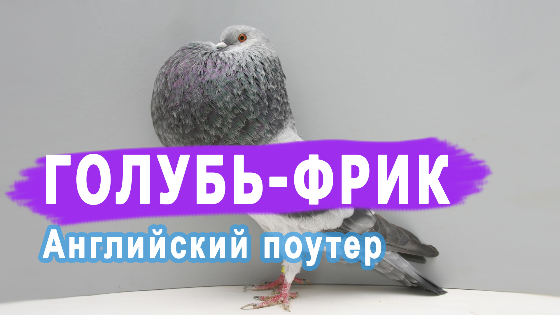 Очень странный голубь — Английский Дутыш