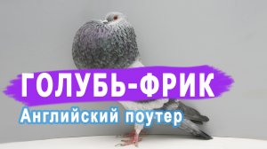 Очень странный голубь — Английский Дутыш