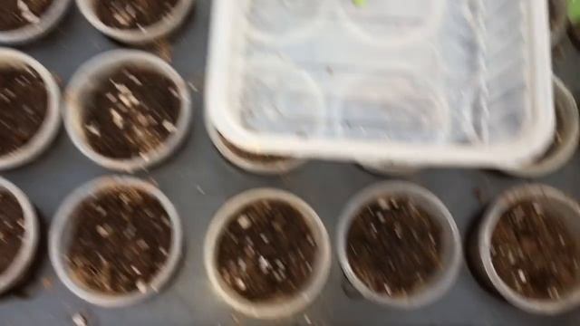 КАК ДОБИТЬСЯ 100% УКОРЕНЕНИЯ ВЕГЕТАТИВНОЙ ПЕТУНИИ смотреть онлайн