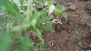 Пасынкование и подвязка томатов в теплице