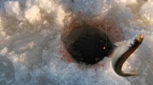 Рыбалка на Сахалине. Корюшка Лёд 2022. Семейный выезд на рыбалку. (Корюшка молоротая).