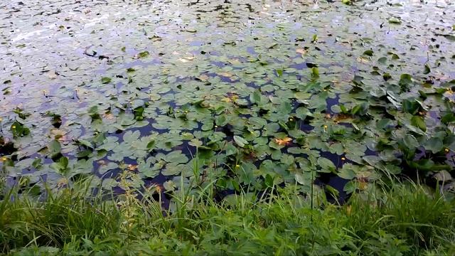 Парк. Июль. Кувшинки. Музыка для кино и стихов Вадима Манцева (NikaDim). Music for films and poetr смотреть онлайн