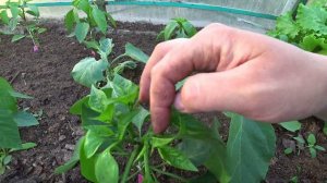 Формирование болгарского перца