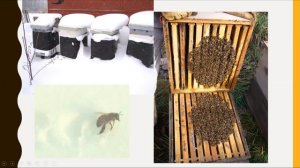 BEES! Beekeeping, Swarms, and Other Information - A Zoom Presentation by Pat Bono of NY Bee Wellnes