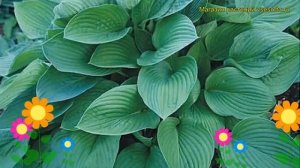 Хоста гибридная Гиацинтина. Краткий обзор, описание характеристик hosta Hyacinthina