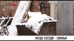 Фермер держит больше ста голов свиней, а жители улицы Зейская в Кемерове страдают от запаха и мух