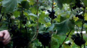 Виноград в средней полосе России. Сбор винограда