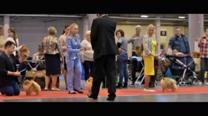 Монопородная выставка Немецкий шпиц