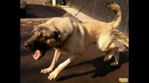 Армянский гампр