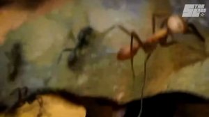 10 самых опасных насекомых в Мире