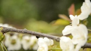 Nikon D5100 video test w/ Nikkor 18-105 lens.