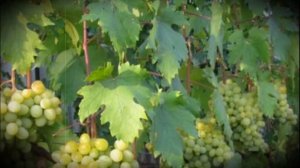 Виноград сорта валек особенности выращивания и ухода