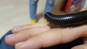 Кивсяк дома