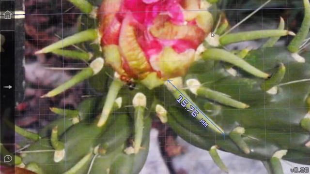 AI Photo Measure смотреть онлайн